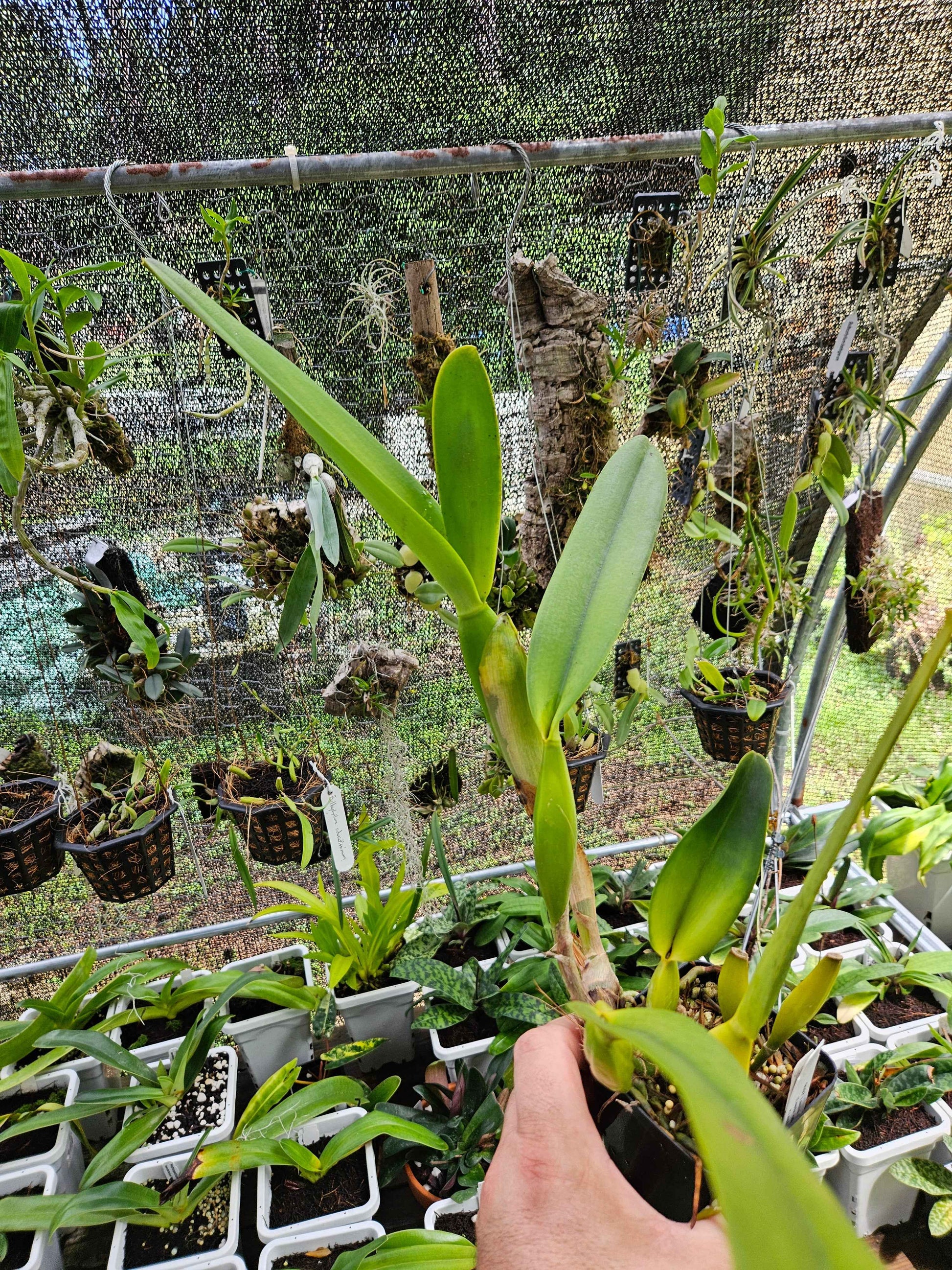 Cattleya Pulcherrima IN BUD Plant #3