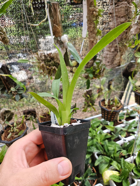 Aliceara Tropic Tom 'Kinky'