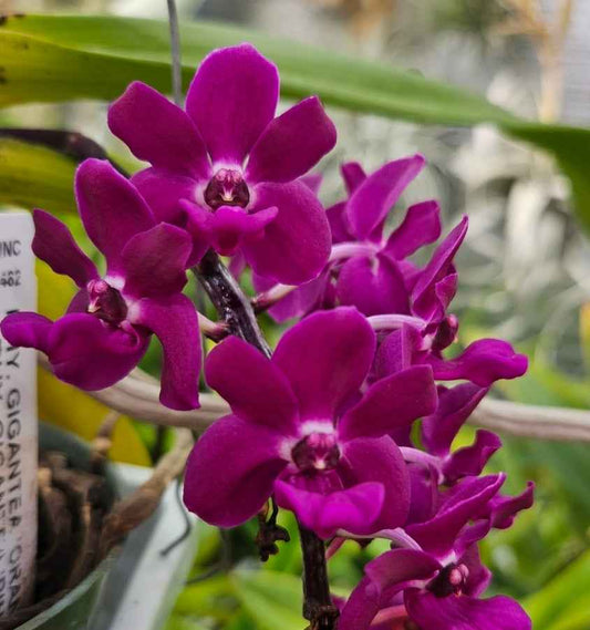 Rhynchstylis gigantea 'Red' x 'Ply'