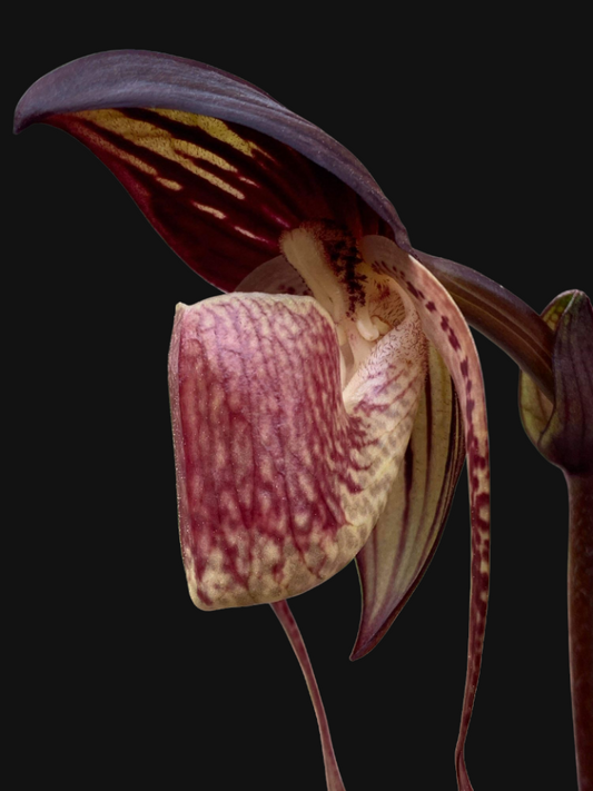 Paphiopedilum anitum slipper orchid flower