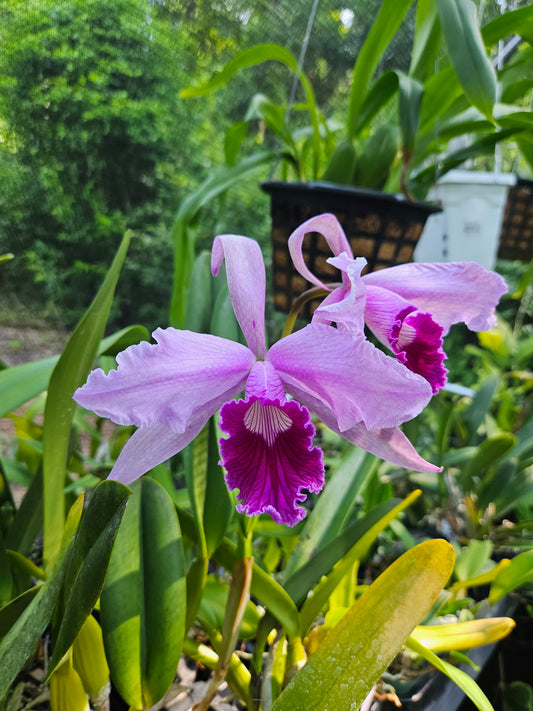 Cattleya Pulcherrima Plant #1
