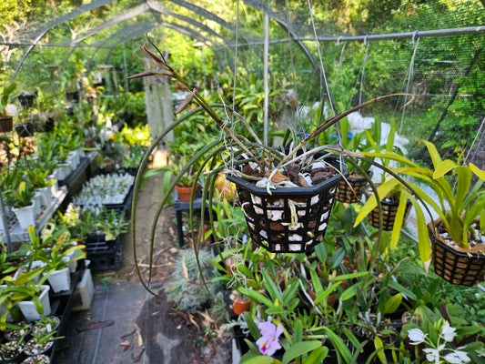 Brassavola fragrans × subulifolia