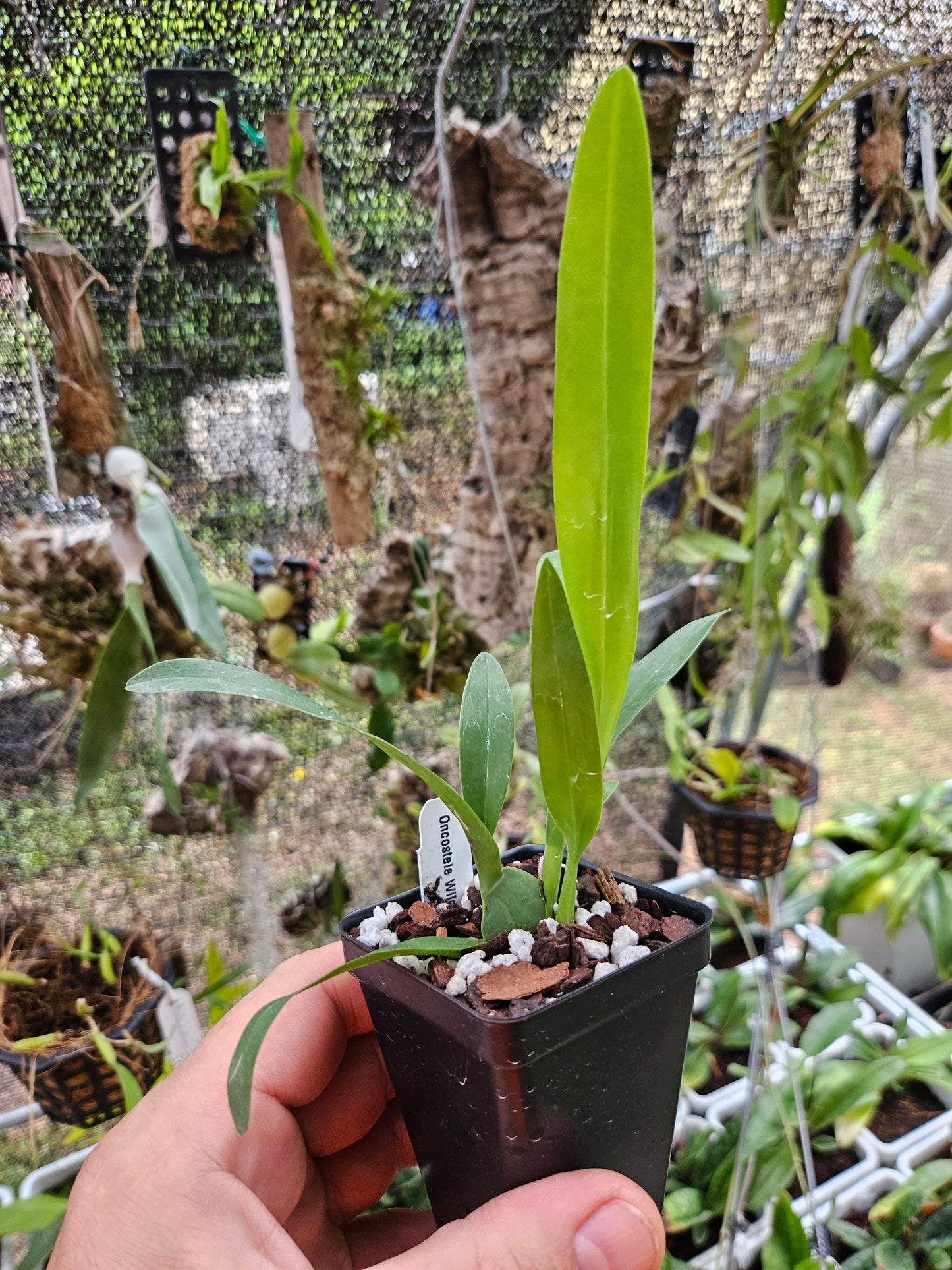 Oncostele Wildcat 'Bobcat' AM/AOS