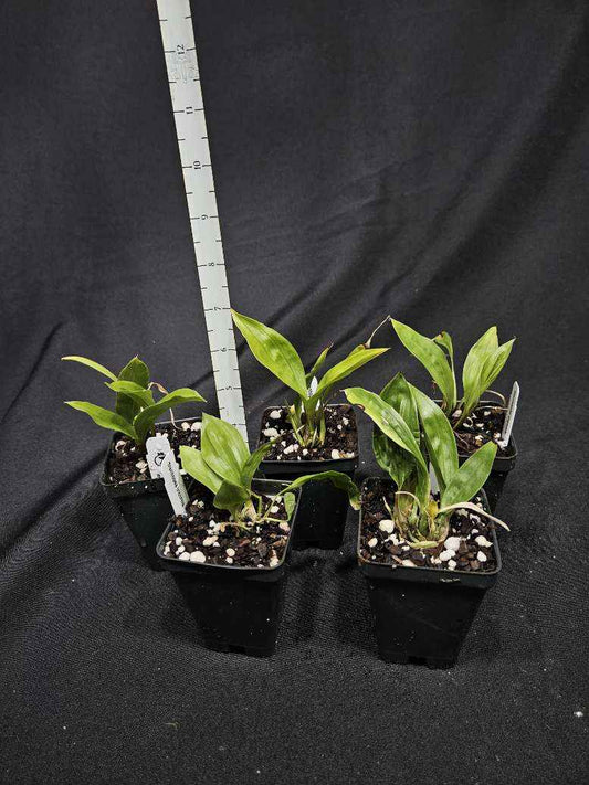 Stanhopea tricornis