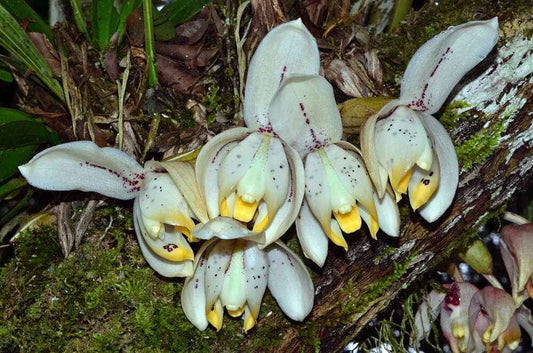 Stanhopea tricornis