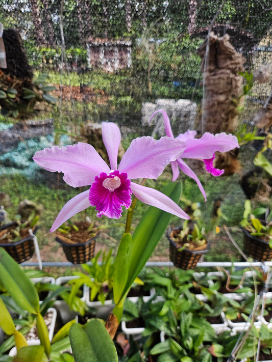 Cattleya Pulcherrima IN BLOOM Plant #3