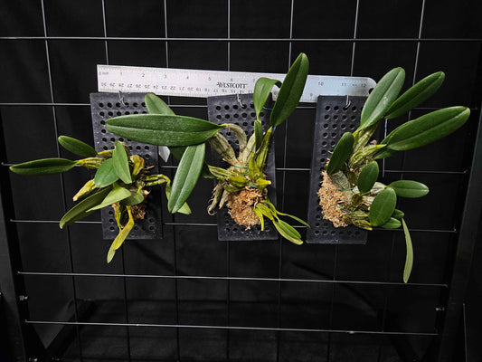 Dendrobium lindleyii