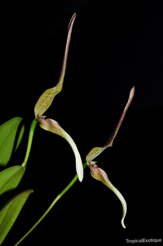 The Antenna Bulbophyllum (Bulbophyllum antenniferum) orchid flowers 