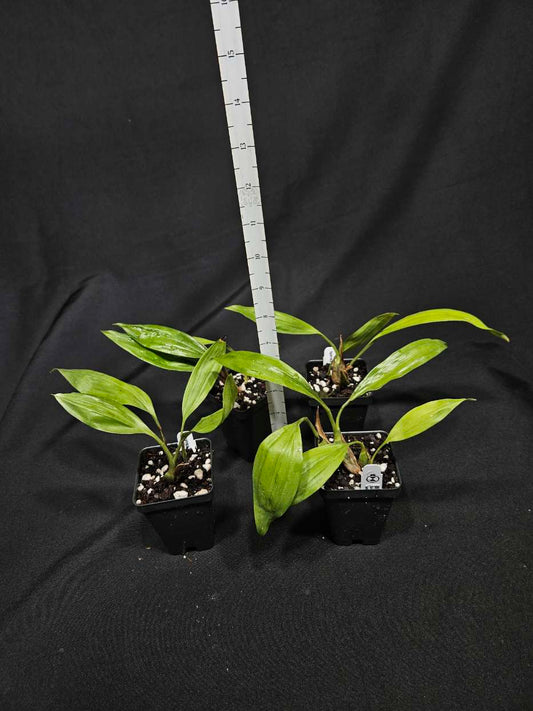 Aganisia (Acacallis) cyanea - Bitis Botanical