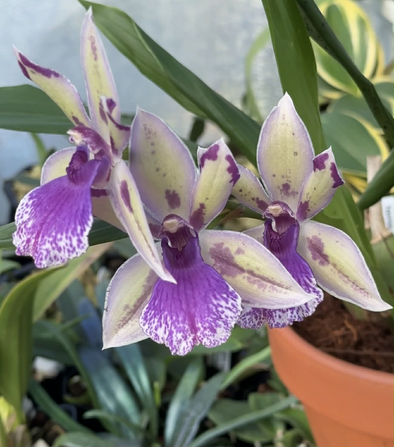 Zygonisia Roquebrun 'Seafoam'