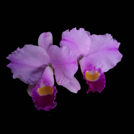 Cattleya trianaei 'Cashen's' FCC/AOS
