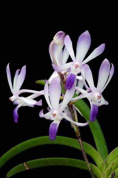 Vandachostylis Lou Sneary
