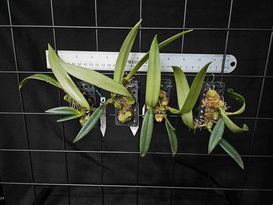 Bulbophyllum pictum