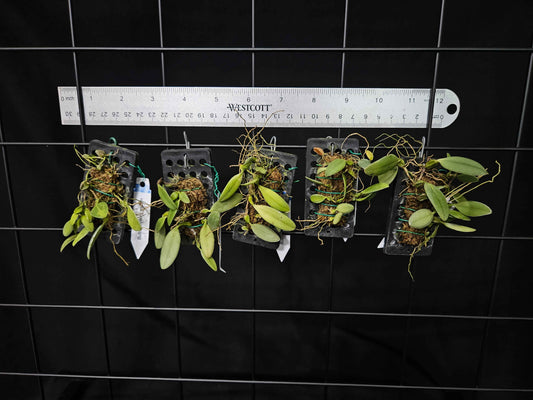 Bulbophyllum mirum