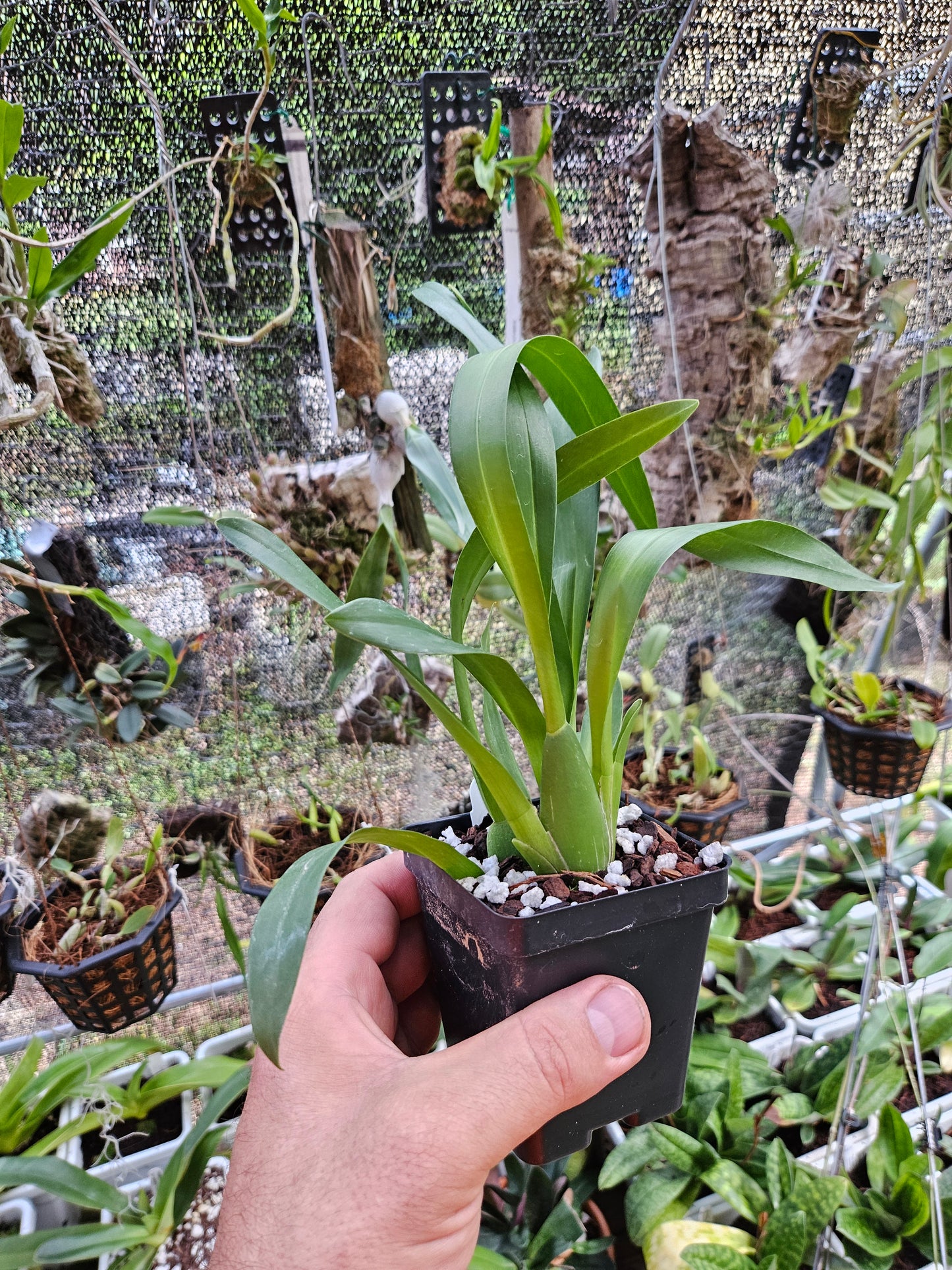 Miltassia Lavender Kiss 'Lavender Taffy' AM/AOS