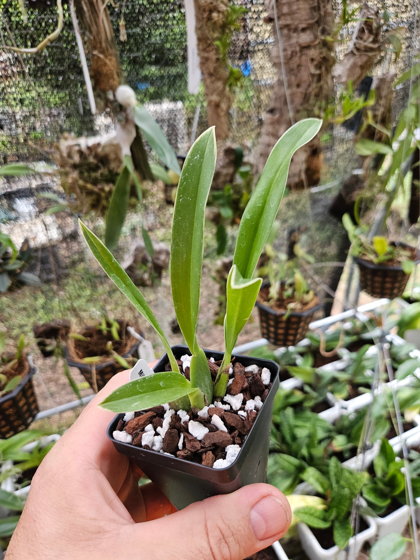 Miltassia Shelob 'Okika' AM/AOS