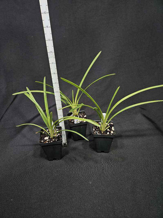 Cymbidium rectum
