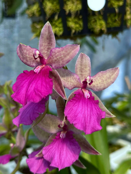 Rhynchonia Pacific Paranoia 'Other Side of Cool'