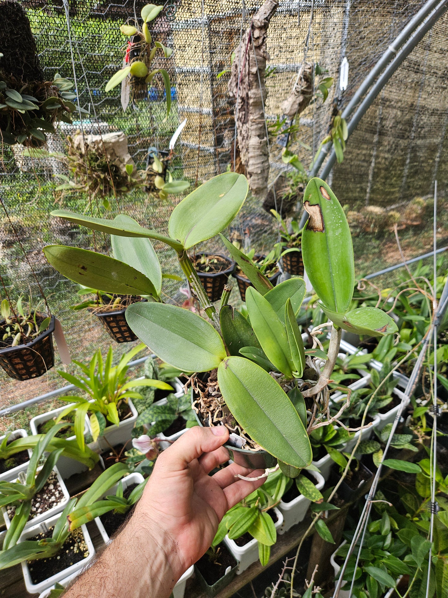 Cattleya tigrina 'San Bar Giant' FCC/AOS