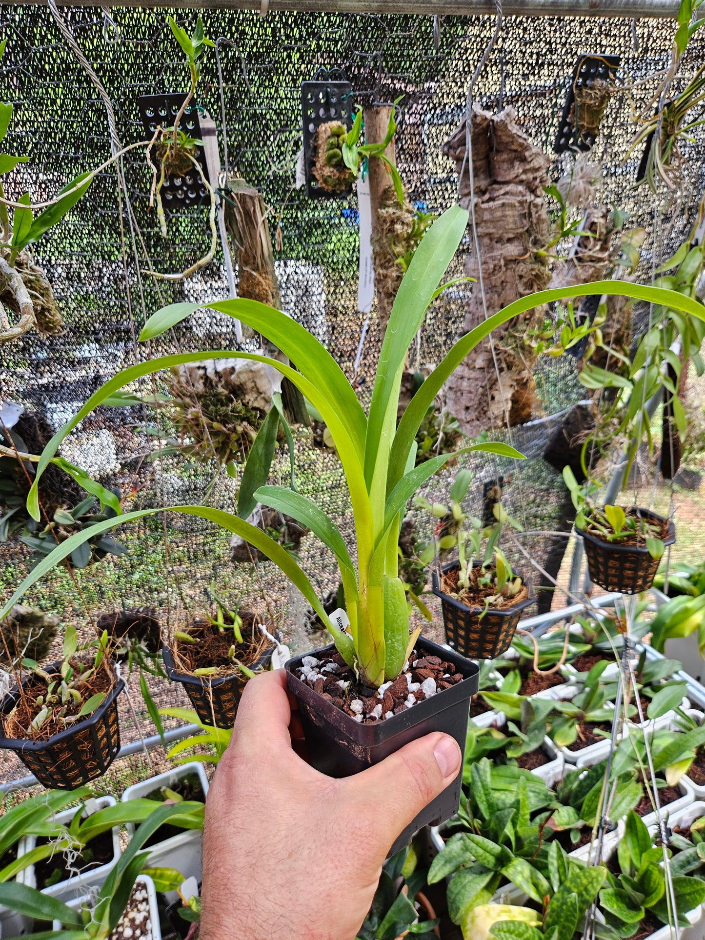 Aliceara Snowblind 'Sweet Spot' AM/AOS