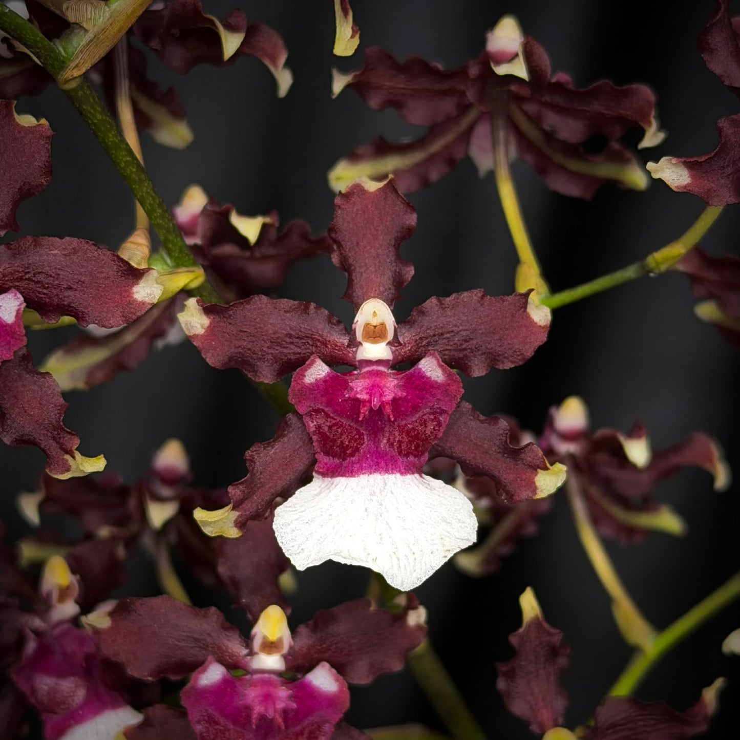 Oncidium Aka Baby 'Raspberry Chocolate' AM/AOS