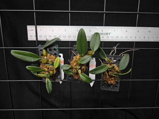 Bulbophyllum frostii