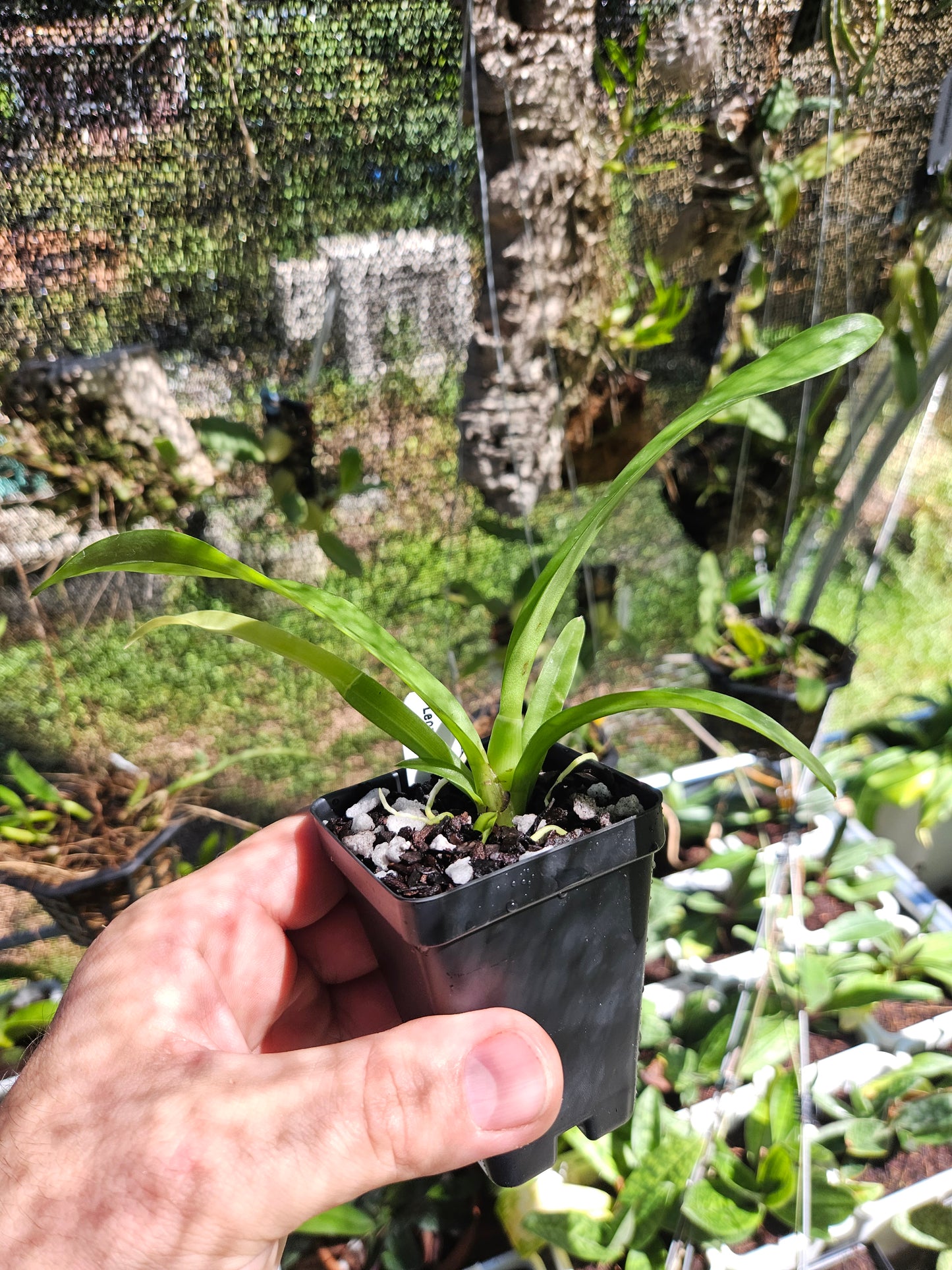 Leomesezia Lava Burst 'Puanani' AM/AOS