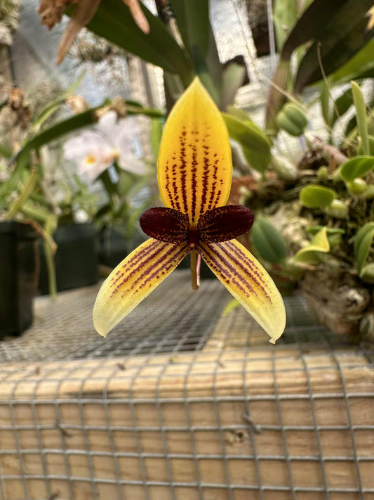 The Leopard Spotted Bulbophyllum  (Bulbophyllum pardalotum) orchid flower