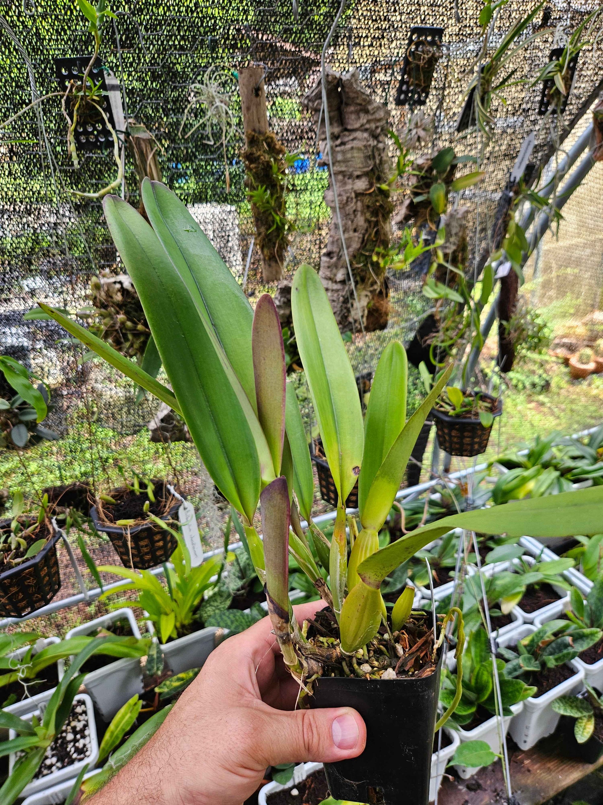 Cattleya gaskelliana x Pulcherrima IN SHEATH