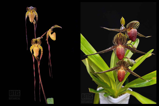 Paphiopedilum Volcano Goddess