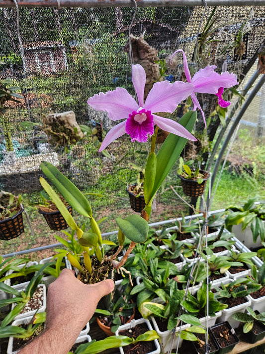 Cattleya Pulcherrima IN BLOOM Plant #3
