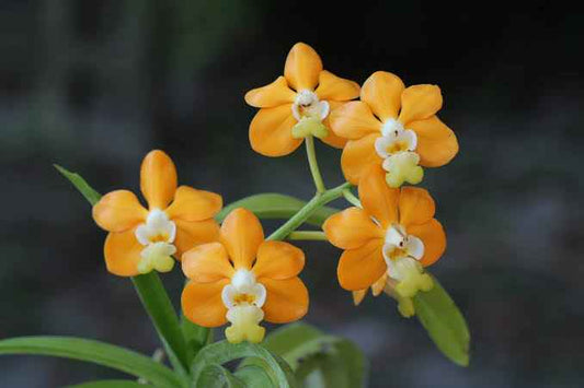 Vanda denisoniana Orange Form