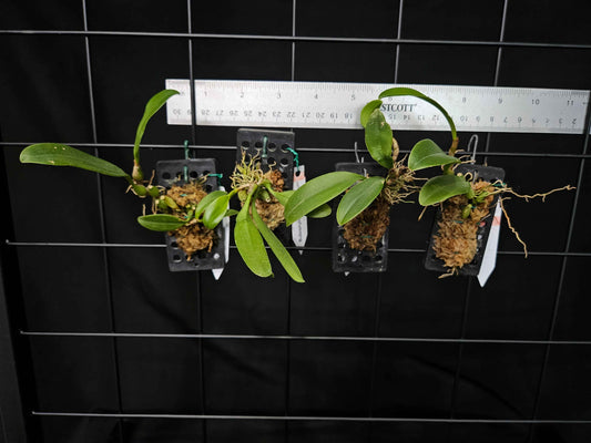 Bulbophyllum antenniferum