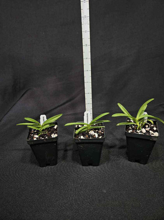 Vandachostylis Lou Sneary