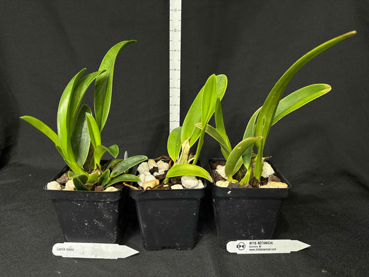 Laelia rosea
