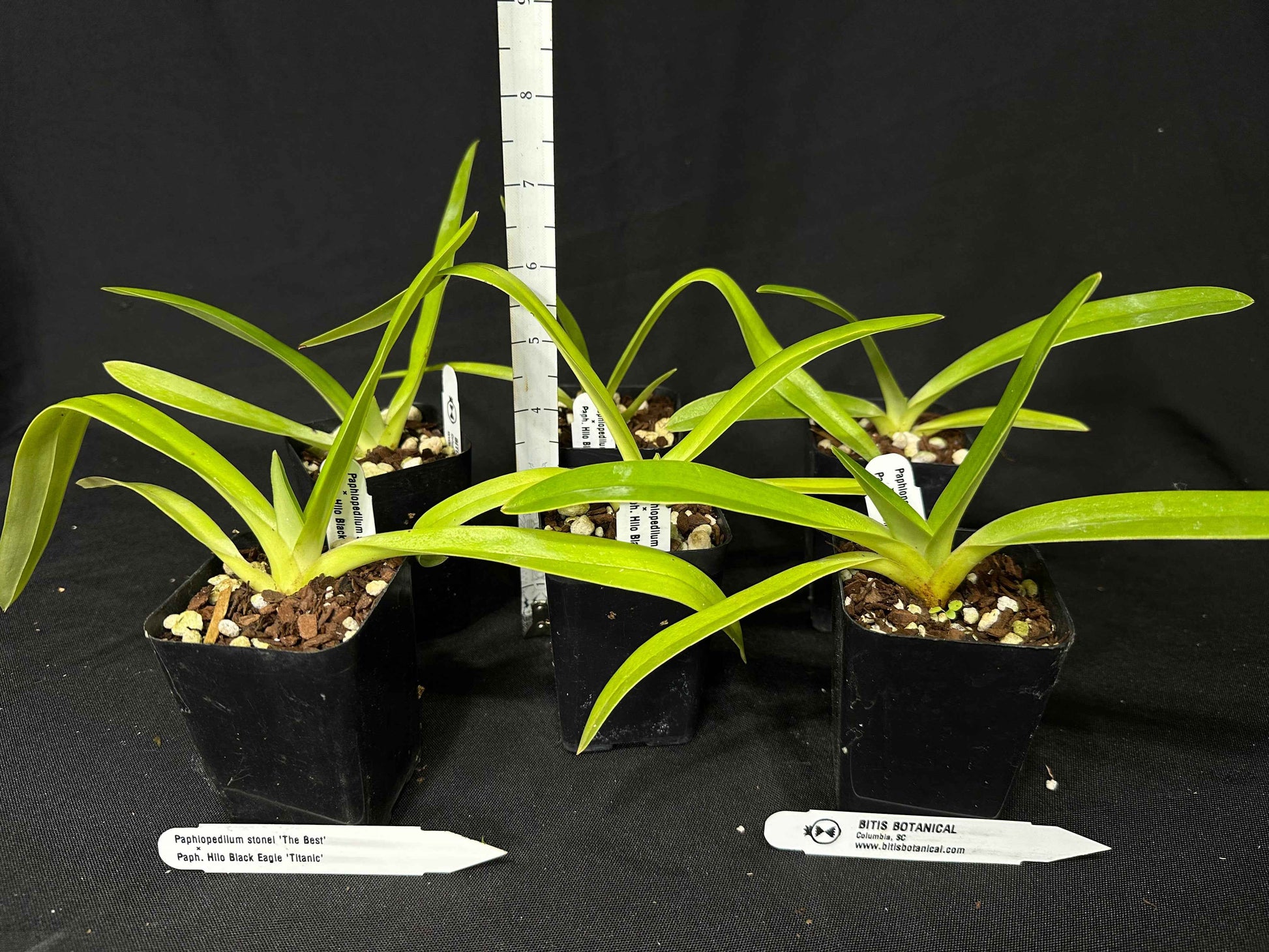 Paphiopedilum stonei x Hilo Black Eagle