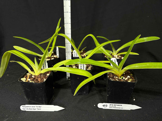 Paphiopedilum stonei x Hilo Black Eagle