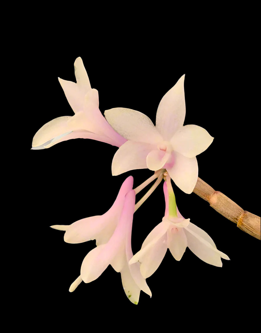 Dendrobium Magenta's Aphanovic