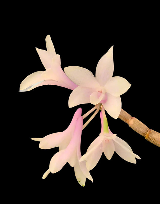 Dendrobium Magenta's Aphanovic